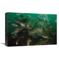 thumbnail image 1 of 12 x 18 in. Cunner Fish, Multiexposed 16X, Nova Scotia, Canada Art Print - Scott Leslie, 1 of 1
