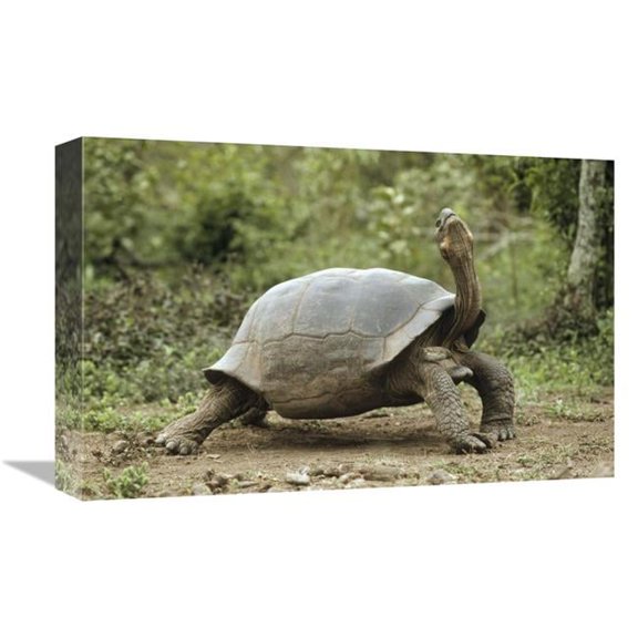 12 x 18 in. Darwins Finch & Volcan Alcedo Giant Tortoise, Galapagos Islands Art Print - Tui De Roy