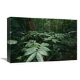 thumbnail image 1 of 12 x 18 in. Dichorisandra Arranges All Leaves in One Plane to Avoid Self Shading, Barro Colorado Island, Panama Art Print - Christian Ziegler, 1 of 1