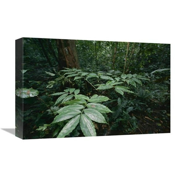 12 x 18 in. Dichorisandra Arranges All Leaves in One Plane to Avoid Self Shading, Barro Colorado Island, Panama Art Print - Christian Ziegler