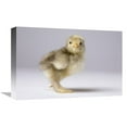 thumbnail image 1 of 12 x 18 in. Domestic Chicken, Banty Morph, About One Week After Hatching Art Print - Michael Durham, 1 of 1