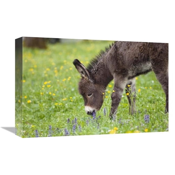 12 x 18 in. Donkey Foal Grazing, Bavaria, Germany Art Print - Konrad Wothe