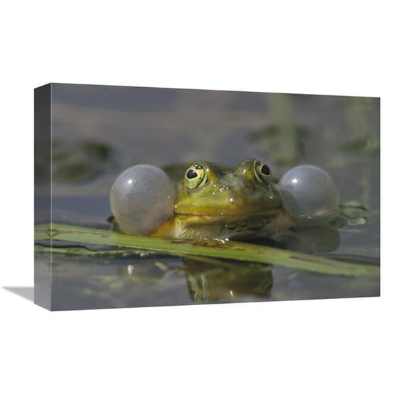 12 x 18 in. Edible Frog Croaking in Pond, Germany Art Print - Konrad Wothe