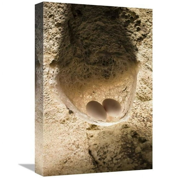 12 x 18 in. Edible-Nest Swiftlet Nest with Eggs, North Andaman Islands, India Art Print - Konrad Wothe