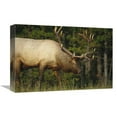 thumbnail image 1 of 12 x 18 in. Elk Grazing, North America Art Print - Tim Fitzharris, 1 of 1