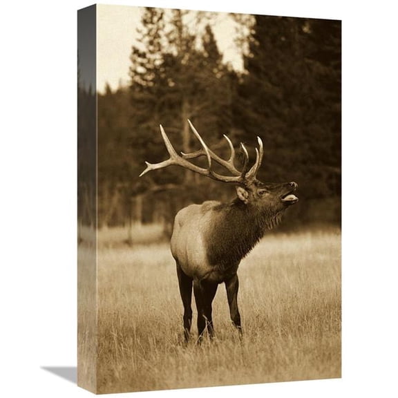 12 x 18 in. Elk Male Bugling During Rut,Autumn, Yellowstone National Park, Wyoming - Sepia Art Print - Michael Quinton