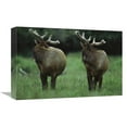 thumbnail image 1 of 12 x 18 in. Elk Pair Looking Behind Them, Redwood National Park, California Art Print - Tim Fitzharris, 1 of 1