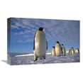 thumbnail image 1 of 12 x 18 in. Emperor Penguin Group, Kloa Point, Edward Viii Gulf, Antarctica Art Print - Tui De Roy, 1 of 1