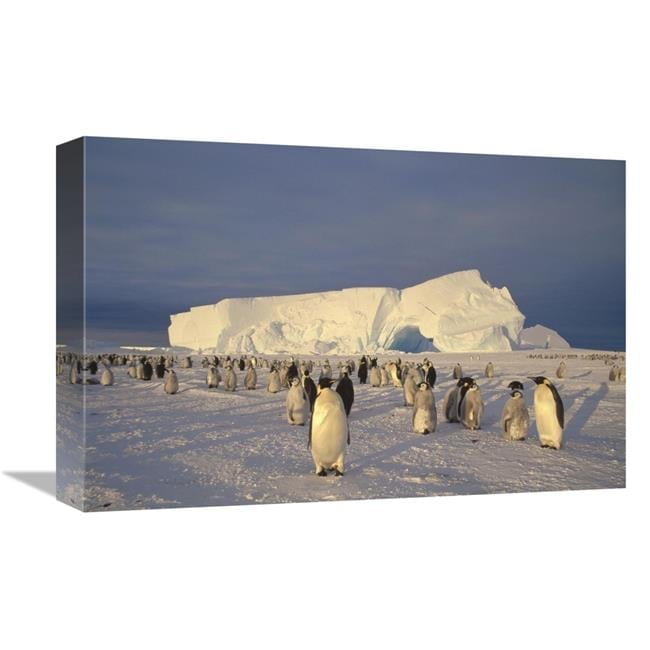 12 x 18 in. Emperor Penguin Large Rookery on Sea Ice, Weddell Sea ...
