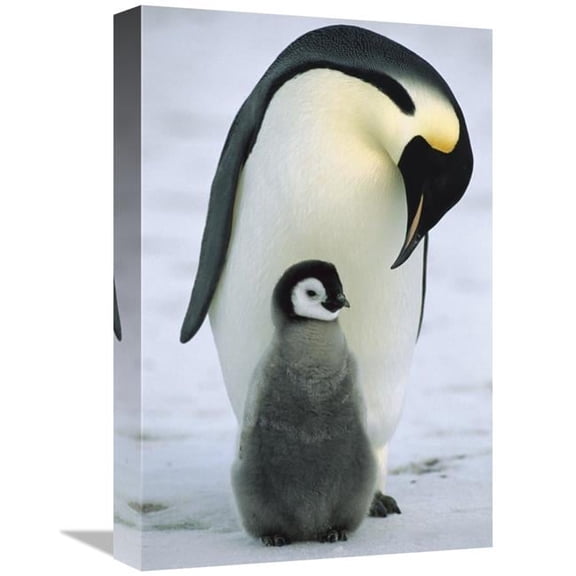 12 x 18 in. Emperor Penguin Parent with Chick, Antarctica Art Print - Konrad Wothe