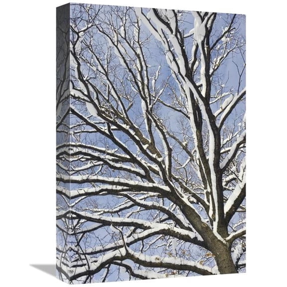 12 x 18 in. English Oak Tree in Snow, Bavaria, Germany Art Print - Konrad Wothe