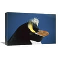thumbnail image 1 of 12 x 18 in. Erect-Crested Penguin Close-Up Portrait, Restricted to Proclamation Island, Bounty Islands, New Zealand Art Print - Tui De Roy, 1 of 1