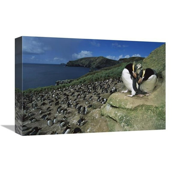 12 x 18 in. Erect-Crested Penguines Overlooking Rookery, Antipodes Island, New Zealand Art Print - Tui De Roy