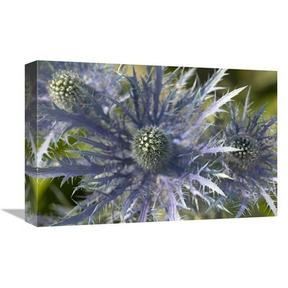 12 x 18 in. Eryngo Flower Art Print - Visionspictures
