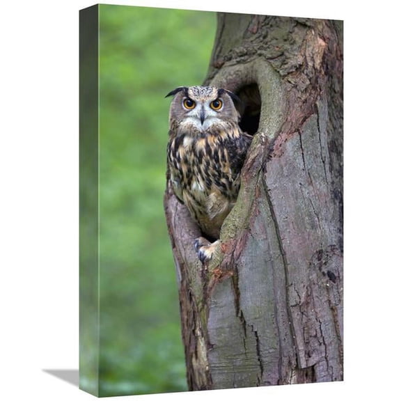 12 x 18 in. Eurasian Eagle-Owl Looking Out From A Tree Cavity, Netherlands Art Print - Rob Reijnen