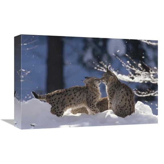 12 x 18 in. Eurasian Lynx Pair Touching Noses, Bayerischer Wald NP, Germany Art Print - Konrad Wothe