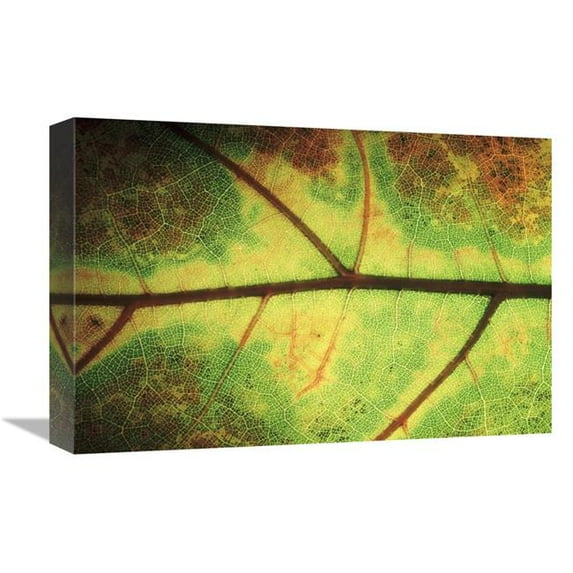 12 x 18 in. European Beech Detail of Leaf Showing Venation, Europe Art Print - Jan Vermeer
