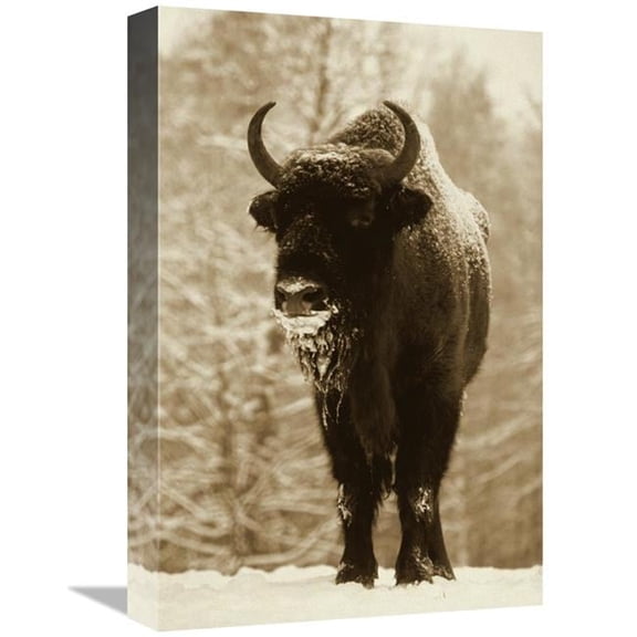12 x 18 in. European Bison or Wisent in Snow, Europe Art Print - Rinie Van Meurs