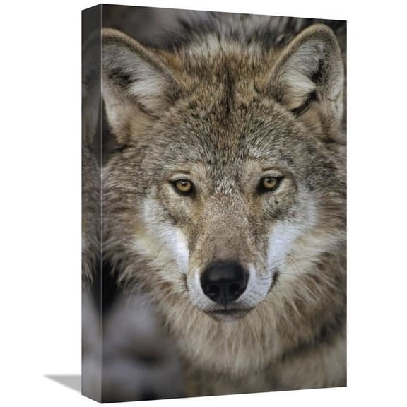 12 x 18 in. European Wolf Portrait, Sweden Art Print - Konrad Wothe