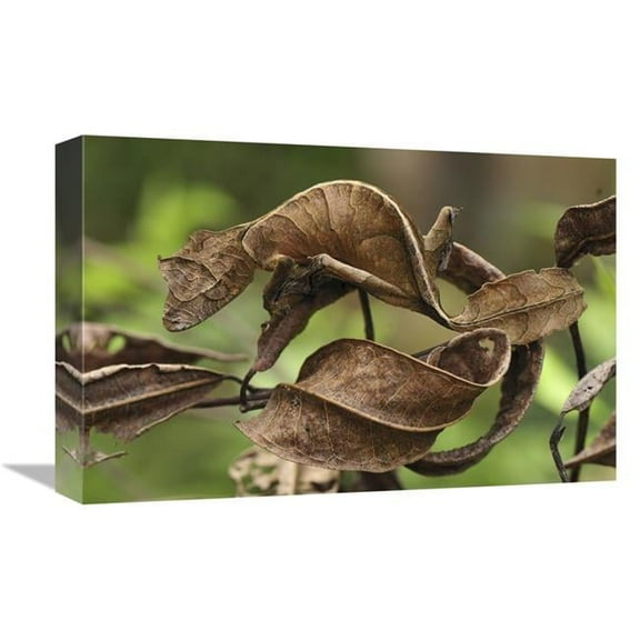 12 x 18 in. Fantastic Leaf-Tail Gecko Mimicking Leaves, Andasibe-Mantadia National Park, Madagascar Art Print - Thomas Marent