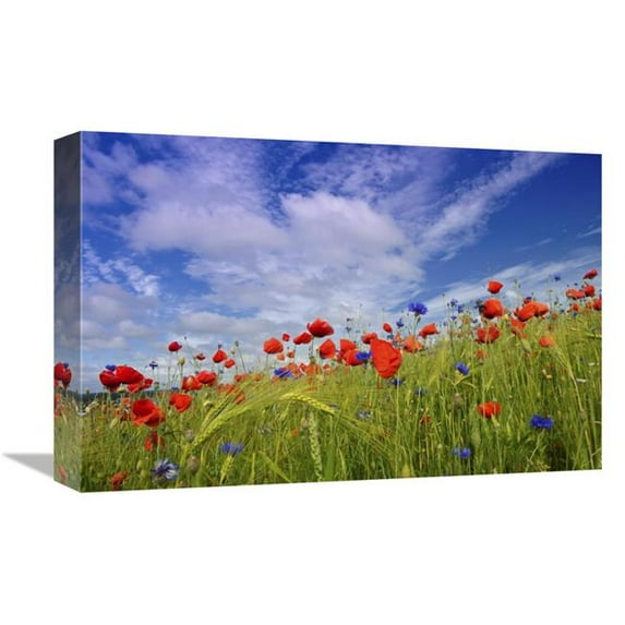 12 x 18 in. Field with Flowering Red Poppies Art Print - Willi Rolfes