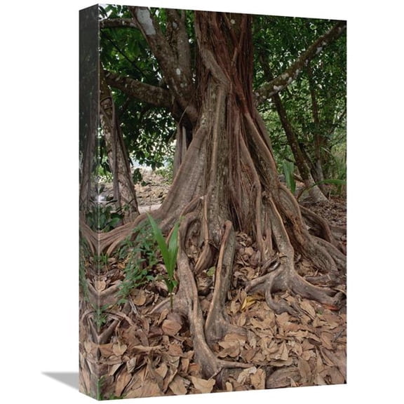 12 x 18 in. Fig in Lowland Tropical Rainforest, Costa Rica Art Print - Gerry Ellis