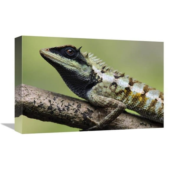 12 x 18 in. Forest Crested Agama Lizard, Krabi, Thailand Art Print - Chien Lee