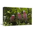 thumbnail image 1 of 12 x 18 in. Galah Trio Perching in Tree, Native to Australia Art Print - San Diego Zoo, 1 of 1