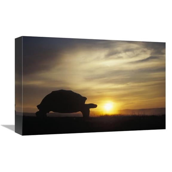 12 x 18 in. Galapagos Giant Tortoise At Sunrise on Caldera Rim, Alcedo Volcano, Galapagos Art Print - Tui De Roy