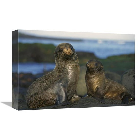 12 x 18 in. Galapagos Islands Fur Seal Cow & Pup, Cape Douglas, Galapagos Islands Art Print - Tui De Roy
