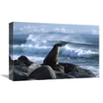 thumbnail image 1 of 12 x 18 in. Galapagos Sea Lion, Galapagos Islands, Ecuador Art Print - Konrad Wothe, 1 of 1
