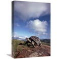 thumbnail image 1 of 12 x 18 in. Galapagos Tortoise on Caldera Rim, Alcedo Volcano, Isabella Island, Galapagos Islands, Ecuador Art Print - Tui De Roy, 1 of 1