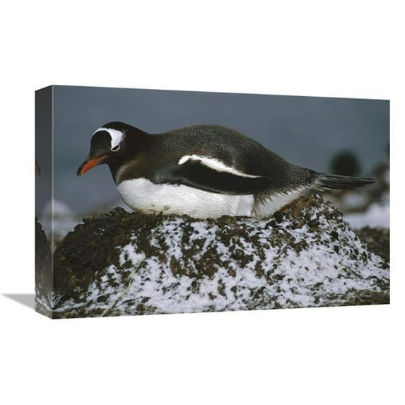 12 x 18 in. Gentoo Penguin Adult Incubating on Pebble Nest, Aitcho Island, Antarctica Art Print - Tui De Roy