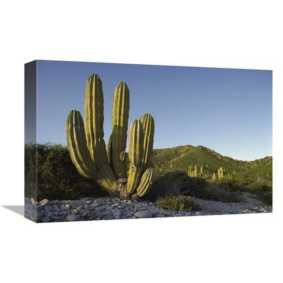 12 x 18 in. Giant Cardon Cactus Santa Catalina Island, Sea of Cortez, Baja California, Mexico Art Print - Tui De Roy