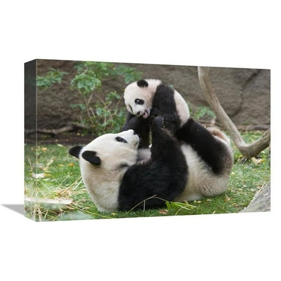 12 x 18 in. Giant Panda Mother & Cub Playing, Native to China Art Print - San Diego Zoo