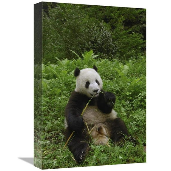 12 x 18 in. Giant Panda Sitting in Vegetation Eating Bamboo, Wolong Nature Reserve, China Art Print - Pete Oxford