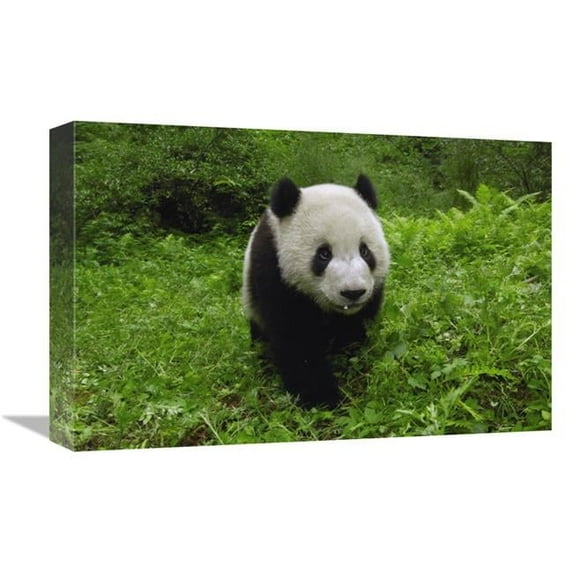 12 x 18 in. Giant Panda Standing in Vegetation, Wolong Nature Reserve, China Art Print - Pete Oxford