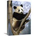 thumbnail image 1 of 12 x 18 in. Giant Panda Wolong Valley, China Art Print - Pete Oxford, 1 of 1