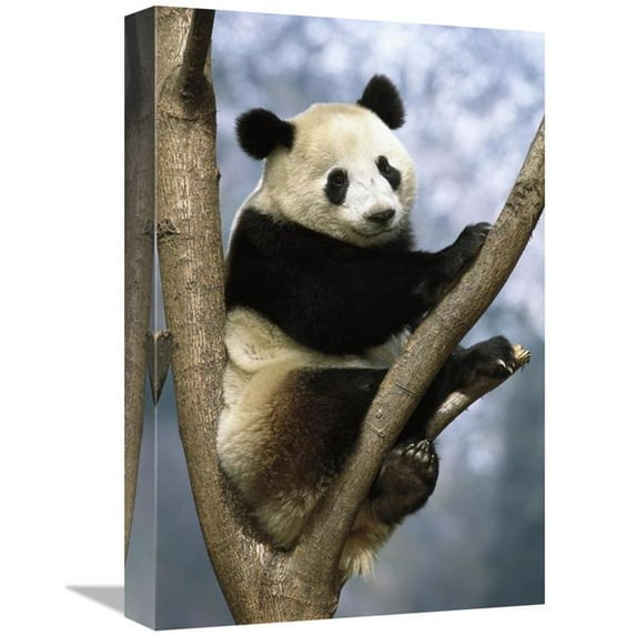 12 x 18 in. Giant Panda Wolong Valley, China Art Print - Pete Oxford