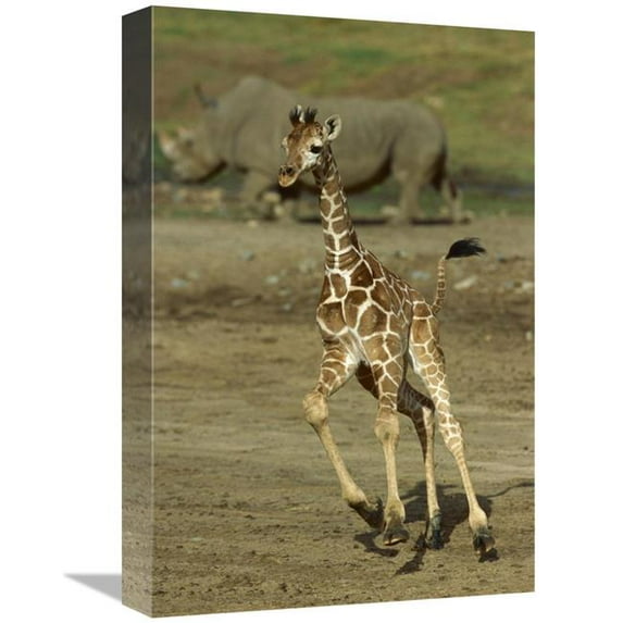 12 x 18 in. Giraffe Juvenile Running with Rhino in Background, San Diego Zoo Art Print - San Diego Zoo