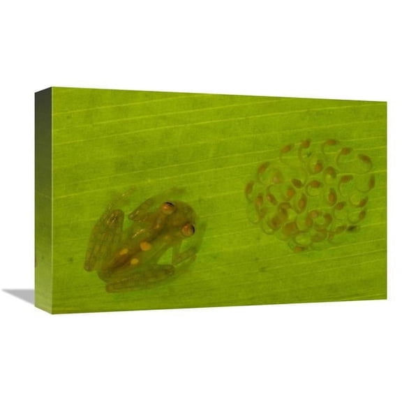 12 x 18 in. Glass Frog with Egg-Clutch & Tadpoles Under Leaf, Choco Rainforest, Ecuador Art Print - Pete Oxford
