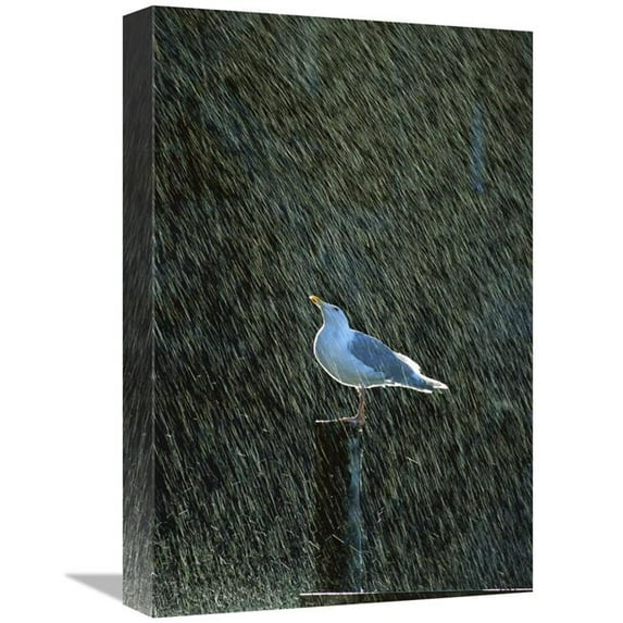 12 x 18 in. Glaucous-Winged Gull in the Rain, Kenai Fjords NP, Alaska Art Print - Konrad Wothe