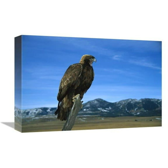 12 x 18 in. Golden Eagle Perching on A Branch, Game Farm, Colorado Art Print - Konrad Wothe