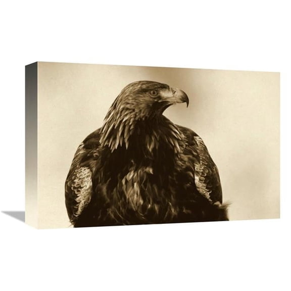 12 x 18 in. Golden Eagle Portrait, Lauvsnes, Norway Art Print - Willi Rolfes