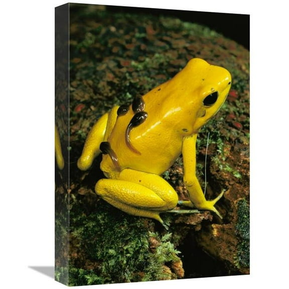 12 x 18 in. Golden Poison Dart Frog Male Carrying Tadpoles on His Back, Colombia Art Print - Mark Moffett