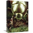 thumbnail image 1 of 12 x 18 in. Golden Scarab Beetle Portrait, Monteverde Reserve, Costa Rica Art Print - Mark Moffett, 1 of 1