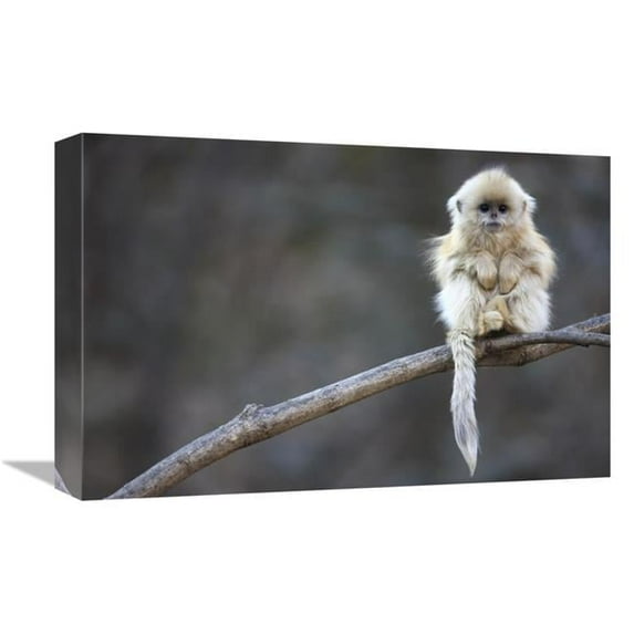 12 x 18 in. Golden Snub-Nosed Monkey Juvenile, Qinling Mountains, China Art Print - Cyril Ruoso