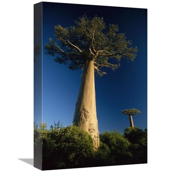 12 x 18 in. Grandidiers Baobab Trees, Madagascar Art Print - Konrad Wothe