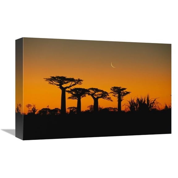 12 x 18 in. Grandidiers Baobab Trees & Moon, Madagascar Art Print - Konrad Wothe