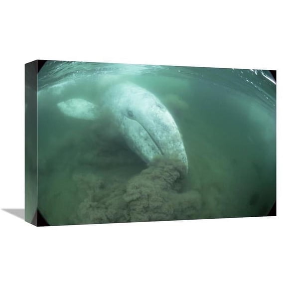 12 x 18 in. Gray Whale Filter Feeding, Vancouver Island, Canada Art Print - Flip Nicklin